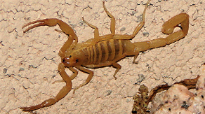 Las Vegas scorpions